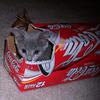 Ashera - World's Largest, Rarest and Most Exotic $20,000 House Cat