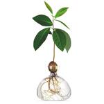 Avocado Vase