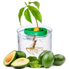 AvoSeedo - Grow Your Own Avocado Tree