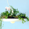 Babylon Light - Hanging Garden Light Fixture