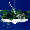 Babylon Light - Hanging Garden Light Fixture