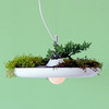 Babylon Light - Hanging Garden Light Fixture