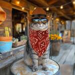Badass Cat Costume - Cowboy, Outlaw, and 1980's Action Hero All-in-One