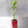 Bamboo Heart