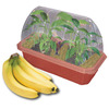 Banana Farm Greenhouse - Grow Bananas Right on Your Desk!