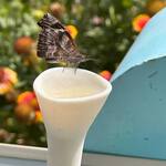 Bee Cups - Thirsty Pollinator Watering Stations w/ a UV-Reactive Glaze