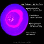 Bee Cups - Thirsty Pollinator Watering Stations w/ a UV-Reactive Glaze