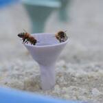 Bee Cups - Thirsty Pollinator Watering Stations w/ a UV-Reactive Glaze
