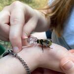 BeeVive - Portable Bee Revival Kit - Save a Bee!