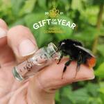 BeeVive - Portable Bee Revival Kit - Save a Bee!