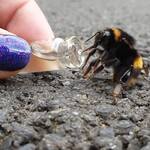 BeeVive - Portable Bee Revival Kit - Save a Bee!