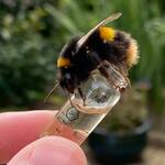 BeeVive - Portable Bee Revival Kit - Save a Bee!