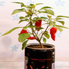 Bhut Jolokia Ghost Chili - The Hottest Chili Pepper in the World!