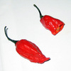 Bhut Jolokia Ghost Chili - The Hottest Chili Pepper in the World!