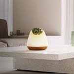Bioo Lux Planter Lamp - Touch the Leaves to Turn it On/Off