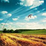 Bird Scaring Flying Hawk Kite for Yards, Gardens, and Farms