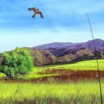 Bird Scaring Flying Hawk Kite for Yards, Gardens, and Farms