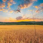 Bird Scaring Flying Hawk Kite for Yards, Gardens, and Farms