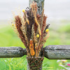 Bird Seed Bouquet