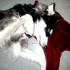 Blood Puddle Pillows
