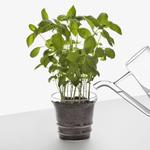 Boboli Glass Planter