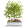 Bonsai Redwood Forest