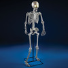 Bony Tony - Animatronic Talking Skeleton With Microphone