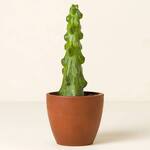 Boobie Cactus