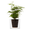 Boskke Clear Cube Self-Watering Planter