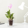 Boskke Clear Cube Self-Watering Planter