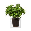 Boskke Clear Cube Self-Watering Planter