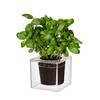 Boskke Clear Cube Self-Watering Planter