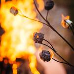 Branching Marshmallow Roasting Stick