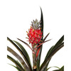 Brazilian Red Pineapple Plant