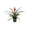 Brazilian Red Pineapple Plant