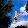 Bungee Bird Feeder - Bungee Jumping Man Made From Bird Food