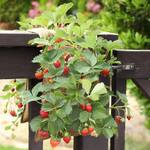 Burlap Hanging Saddle Bag Planter for Railings and Fences