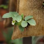 Burlap Hanging Saddle Bag Planter for Railings and Fences