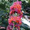 Butterfly Bush Collection - Attract Butterflies, Hummingbirds and More!