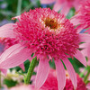Butterfly Bush Collection - Attract Butterflies, Hummingbirds and More!