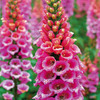 Butterfly Bush Collection - Attract Butterflies, Hummingbirds and More!