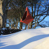 Cacoon - All Weather Hanging Hangout