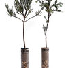 California Redwoods To Grow At Home - Giant Sequoia or Coast Redwood!