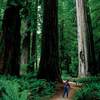 California Redwoods To Grow At Home - Giant Sequoia or Coast Redwood!