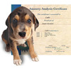 Canine Genealogy Kit