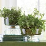 Canopy Self-Watering Glass Planter