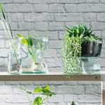 Canopy Self-Watering Glass Planter