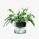 Canopy Self-Watering Glass Planter