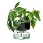 Canopy Self-Watering Glass Planter