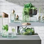 Canopy Self-Watering Glass Planter